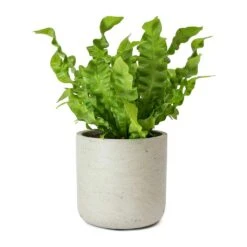Asplenium Nidus Crispy Wave - Pleated Bird's Nest Fern -HousePlants Shop Asplenium nidus Crispy Wave Pleated Birds Nest Fern Charlie Grey Plant Pot