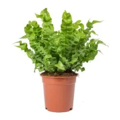 Asplenium Nidus Crispy Wave - Pleated Bird's Nest Fern -HousePlants Shop Asplenium nidus Crispy Wave Pleated Birds Nest Fern Large