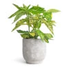 Aucuba Japonica Variegata - Gold Dust Plant -HousePlants Shop Aucuba japonica Variegata Gold Dust Plant 14x35cm Dave Plant Pot Weathered Grey 17x17cm