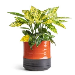 Aucuba Japonica Variegata - Gold Dust Plant -HousePlants Shop Aucuba japonica Variegata Gold Dust Plant 14x35cm Marlijn Plant Pot Coral 17x16cm