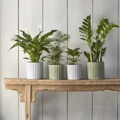 Azalea Ribbed Plant Pot - Speckled Grey Stone 15 Azalea Ribbed Plant Pot - Speckled Grey Stone -HousePlants Shop Azalea Ribbed Plant Pot Speckled Green Grey Stone 71a3b4c6 1038 4a69 8560 db5cdee2019f