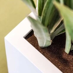 Balcony Planter - Matt White -HousePlants Shop Balcony Planter Matt White Close Up