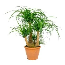Beaucarnea - Pony Tail Palm - Branched -HousePlants Shop Beaucarnea Pony Tail Palm Branched 26x75cm