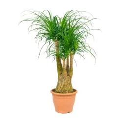 Beaucarnea - Pony Tail Palm - Branched -HousePlants Shop Beaucarnea Pony Tail Palm Branched 29x90cm