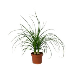 Beaucarnea - Pony Tail Palm - Head -HousePlants Shop Beaucarnea Pony Tail Palm Head
