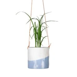 Beaucarnea - Pony Tail Palm - Head -HousePlants Shop Beaucarnea Pony Tail Palm Head 9x30cm Dip Hanging Indoor Pot 12x12cm