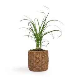Beaucarnea - Pony Tail Palm - Head -HousePlants Shop Beaucarnea Pony Tail Palm Head 9x30cm Gina Plant Pot Natural 12x11cm