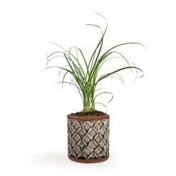 Beaucarnea - Pony Tail Palm - Head -HousePlants Shop Beaucarnea Pony Tail Palm Head 9x30cm Liam Plant Pot Grey 11x11cm