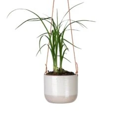 Beaucarnea - Pony Tail Palm - Head -HousePlants Shop Beaucarnea Pony Tail Palm Head 9x30cm Ripple Hanging Indoor Pot 11x9cm
