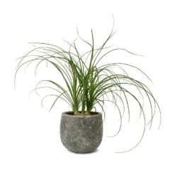 Beaucarnea - Pony Tail Palm - Head -HousePlants Shop Beaucarnea Pony Tail Palm Head Amber Earth Plant Pot