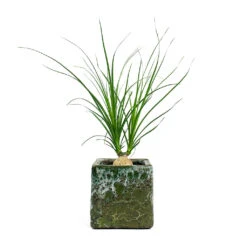 Beaucarnea - Pony Tail Palm - Orb -HousePlants Shop Beaucarnea Pony Tail Palm Orb Lava Cube Relic Planter Jade 2acf75ca d454 4cd6 afa4 9df339f535cd