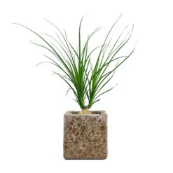Beaucarnea - Pony Tail Palm - Orb -HousePlants Shop Beaucarnea Pony Tail Palm Orb Lava Cube Relic Planter Pink 474575ea b3e7 41a6 8aab 6cb017deb643