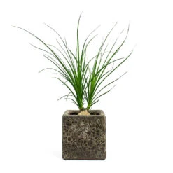 Beaucarnea - Pony Tail Palm - Orb -HousePlants Shop Beaucarnea Pony Tail Palm Orb Lava Cube Relic Planter Rust bc8d1eaf 4928 4d0c 9837 043c671d1a6a