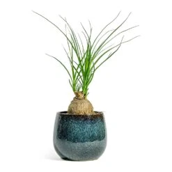 Beaucarnea - Pony Tail Palm - Orb -HousePlants Shop Beaucarnea Pony Tail Palm Orb Odile Plant Pot Moss 2bd8b98d daeb 4b56 858a 0f9118d58af2