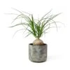 Beaucarnea - Pony Tail Palm - Orb -HousePlants Shop Beaucarnea Pony Tail Palm Orb Saar Plant Pot Earth Cement
