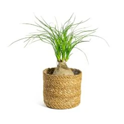 Beaucarnea - Pony Tail Palm - Orb -HousePlants Shop Beaucarnea Pony Tail Palm Orb Stef Plant Baskets Set of 5 Natural