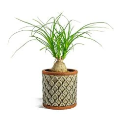 Beaucarnea - Pony Tail Palm - Orb -HousePlants Shop Beaucarnea Pony Tail Palm Orb liam grey plant pot 4233c5cf da52 4d38 83e5 c3f65691695a