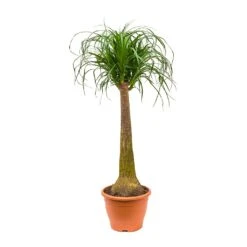 Beaucarnea - Pony Tail Palm - Single Stem -HousePlants Shop Beaucarnea Pony Tail Palm Single Stem 100cm