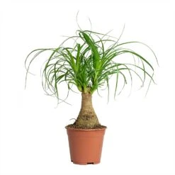 Beaucarnea - Pony Tail Palm - Single Stem -HousePlants Shop Beaucarnea Pony Tail Palm Single Stem 14x35cm