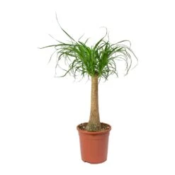 Beaucarnea - Pony Tail Palm - Single Stem -HousePlants Shop Beaucarnea Pony Tail Palm Single Stem