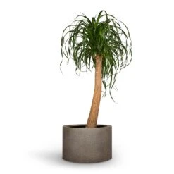 Beaucarnea - Pony Tail Palm - Single Stem -HousePlants Shop Beaucarnea Pony Tail Palm Single Stem 30x125cm Grigio Cylinder Planter Natural Concrete 48x32cm 71043c72 6bae 4523 b890 9e1e6cb57d62