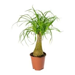 Beaucarnea - Pony Tail Palm - Single Stem -HousePlants Shop Beaucarnea Pony Tail Palm Single Stem 45cm