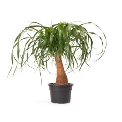 Beaucarnea - Pony Tail Palm - Single Stem -HousePlants Shop Beaucarnea Pony Tail Palm Single Stem 45cm cb626979 d715 4d9f aa65 48b09f061a33