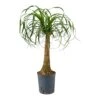 Beaucarnea - Pony Tail Palm - Single Stem - HydroCare -HousePlants Shop Beaucarnea Pony Tail Palm Single Stem Hydroculture Indoor Plant Large