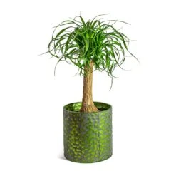 Beaucarnea - Pony Tail Palm - Single Stem -HousePlants Shop Beaucarnea Pony Tail Palm Single Stem Jiro Metal Plant Pots Set of 6 Green