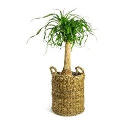 Beaucarnea - Pony Tail Palm - Single Stem -HousePlants Shop Beaucarnea Pony Tail Palm Single Stem Joris Plant Baskets Set of 3 Natural