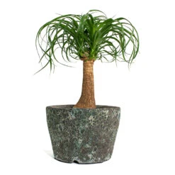 Beaucarnea - Pony Tail Palm - Single Stem -HousePlants Shop Beaucarnea Pony Tail Palm Single Stem Lava Couple Straight Relic Planter Jade c4283446 fe6d 49e3 b2e4 802b1f90b6b6