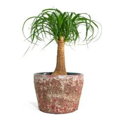 Lava Couple Straight Relic Planter - Pink -HousePlants Shop Beaucarnea Pony Tail Palm Single Stem Lava Couple Straight Relic Planter Pink