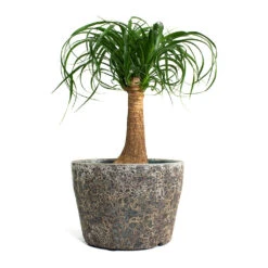 Lava Couple Straight Relic Planter - Rust -HousePlants Shop Beaucarnea Pony Tail Palm Single Stem Lava Couple Straight Relic Planter Rust