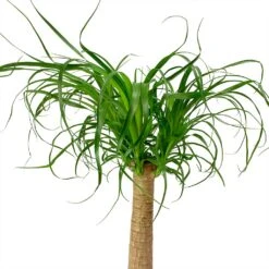Beaucarnea - Pony Tail Palm - Single Stem -HousePlants Shop Beaucarnea Pony Tail Palm Single Stem Leaves