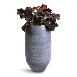 Esra Plant Vase - Mystic Grey -HousePlants Shop Begonia BD Rex Anne Begonia 12x20cm Esra Plant Vase Graphite 20x35cm