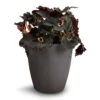Begonia BD Rex - Anne Begonia -HousePlants Shop Begonia BD Rex Anne Begonia 12x20cm Gerben Black 1 3ebe63c3 5a9b 4477 bddf 30dada0fb4d6