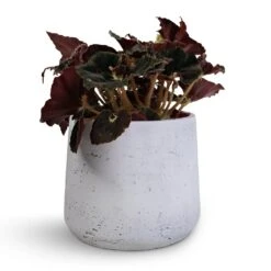 Patt Plant Pot - White Washed -HousePlants Shop Begonia BD Rex Anne Begonia 12x20cm Patt Plant Pot White Washed 16x14cm