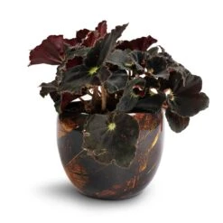 Begonia BD Rex - Anne Begonia -HousePlants Shop Begonia BD Rex Anne Begonia 12x20cm Vive Metal Plant Pots Set3 Lava smallest 7a573a10 09ec 4f99 b0ea c11400699662