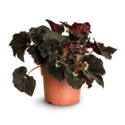 Begonia BD Rex - Anne Begonia -HousePlants Shop Begonia Rex Anne