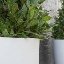 Ben Essentials Planter - Matt White -HousePlants Shop Ben Essentials Planter Matt White Close Ups