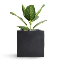 Fleur Natural Planter - Black -HousePlants Shop Bengal Fig Fleur Natural Planter Black 20x20x20cm
