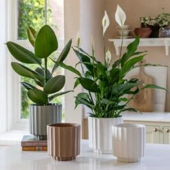 Bourton Scalloped Plant Pot - Clay -HousePlants Shop BourtonScallopedPlantPot Ivory 18x18cm