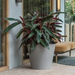 Bucket Refined Planter - Clouded Grey 9 Bucket Refined Planter - Clouded Grey -HousePlants Shop Bucket Refined Planter Clouded Grey Stromanthe Plant