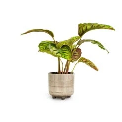 Calathea Flamestar -HousePlants Shop Calathea Flamestar 14x45cm Denise Plant Pot Off White 17x17cm