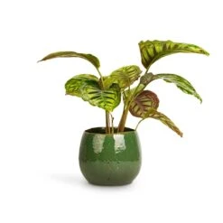 Calathea Flamestar -HousePlants Shop Calathea Flamestar 14x45cm Mischa Plant Pot Forest Green 22x18cm