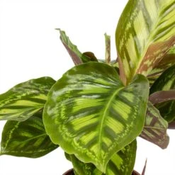 Calathea Flamestar -HousePlants Shop Calathea Flamestar Leaves