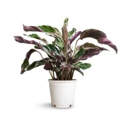 Calathea Fusion White -HousePlants Shop Calathea Fusion White 14x35cm