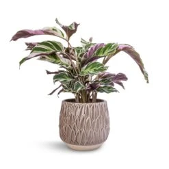 Arles Leaf Plant Pot - Mocha -HousePlants Shop Calathea Fusion White 14x35cm Arles Leaf Plant Pot Mocha 17x17cm