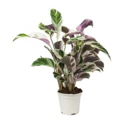 Calathea Fusion White -HousePlants Shop Calathea Fusion White