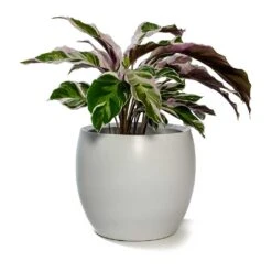 Calathea Fusion White -HousePlants Shop Calathea Fusion White Cresta Plant Pot Pure White